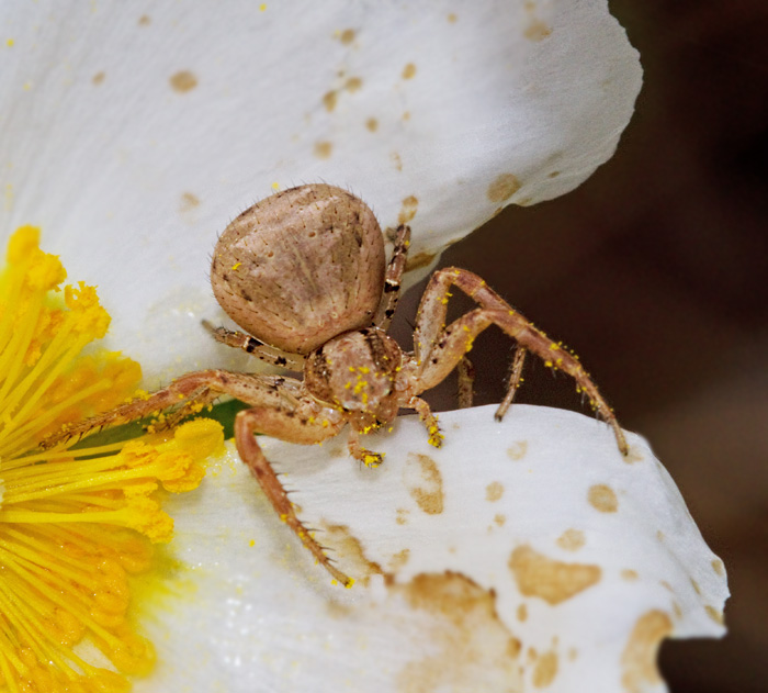 Crab Spider, Xysticus sp..jpg