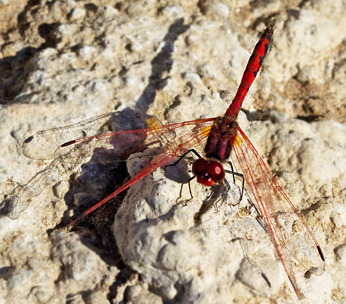 Red-veined dropwing male (Trithemis arteriosa).jpg