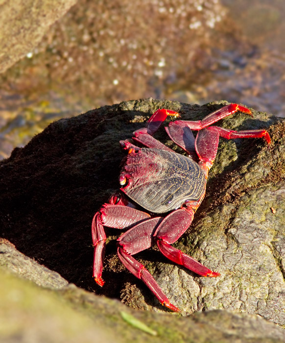 Rock Crab (Grapsus adscensionis).jpg