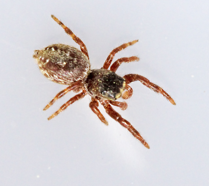 Barrhoppspindel, (Dendryphantes rudis).jpg