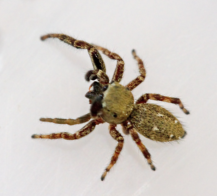 Barrhoppspindel, (Dendryphantes rudis).jpg