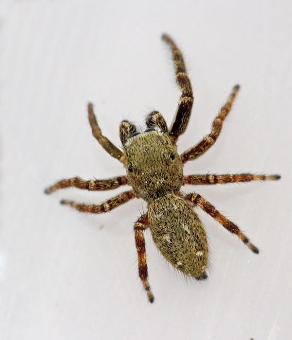 Barrhoppspindel, (Dendryphantes rudis).jpg