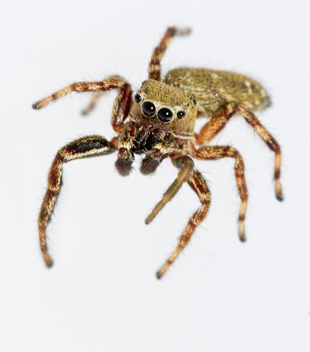 Swedish Jumping Spiders, Hoppspindlar (Salticidae)