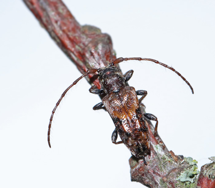 Svarthrig kvistbock (Pogonocherus hispidus).jpg