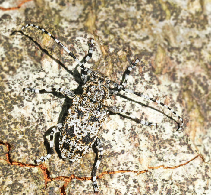 Spindelbock (Aegomorphus clavipes).jpg