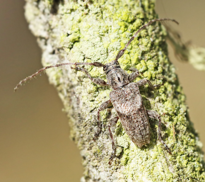 Sydlig kvistbock, (Pogonocherus caroli).jpg