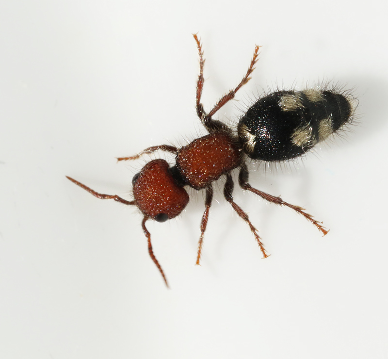 Velvet Ant, Sametsstekel (Mutilla quinquemaculata).jpg