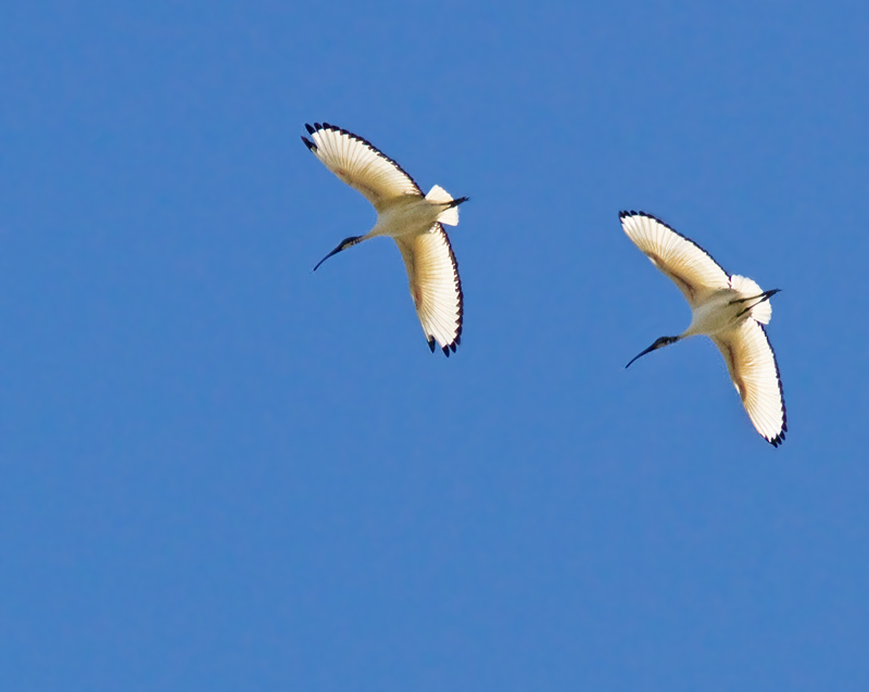 Sacred Ibis, Helig ibis.jpg