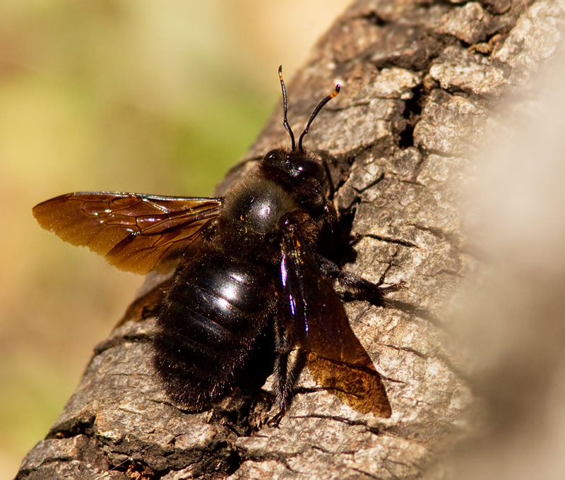 Carpenter Bee, Lngtungebi (Xylocapa violacea) male.jpg