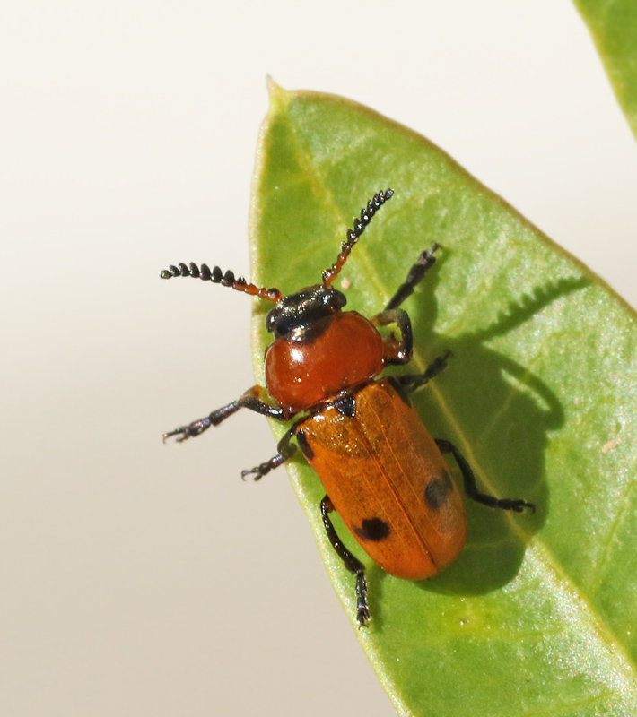Leaf Beetle, Macrolenes dentipes.jpg