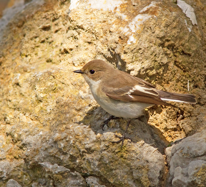 Pied Flycatcher, Svartvit flugsnappare, female.jpg