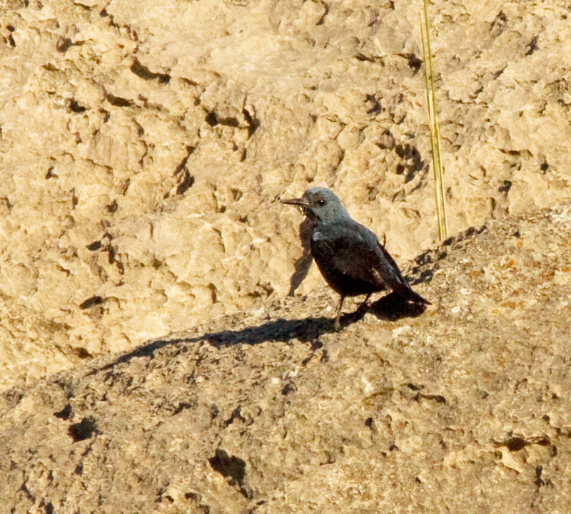 Blue Rock-thrush, Blåtrast.jpg