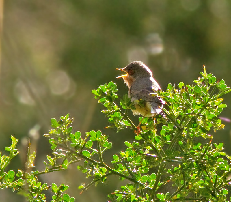 Moltoni's Warbler, Moltonisångare.jpg
