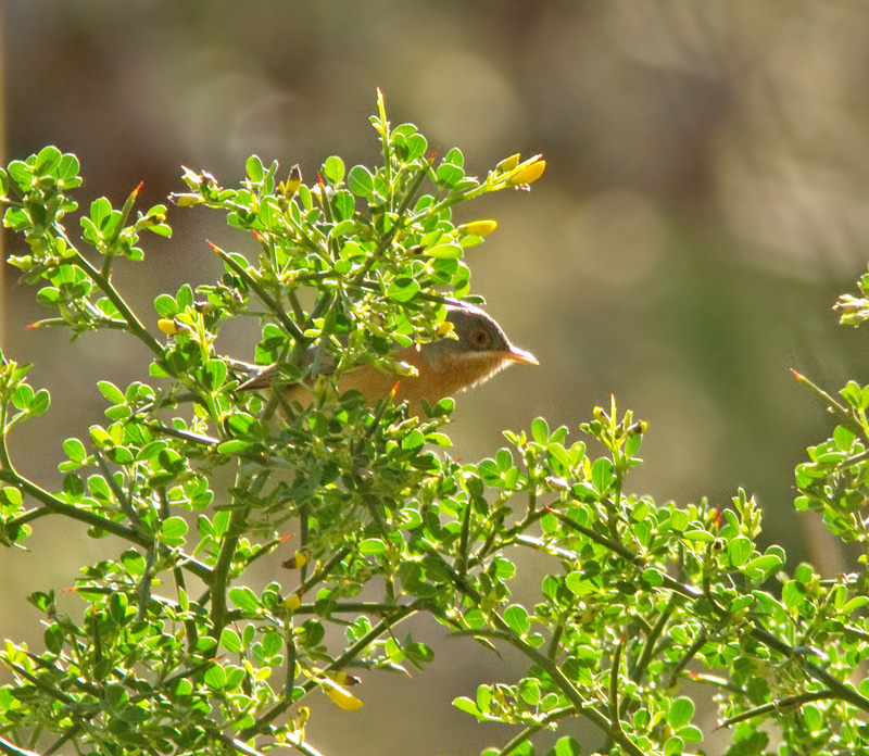 Moltoni's Warbler, Moltonisngare.jpg