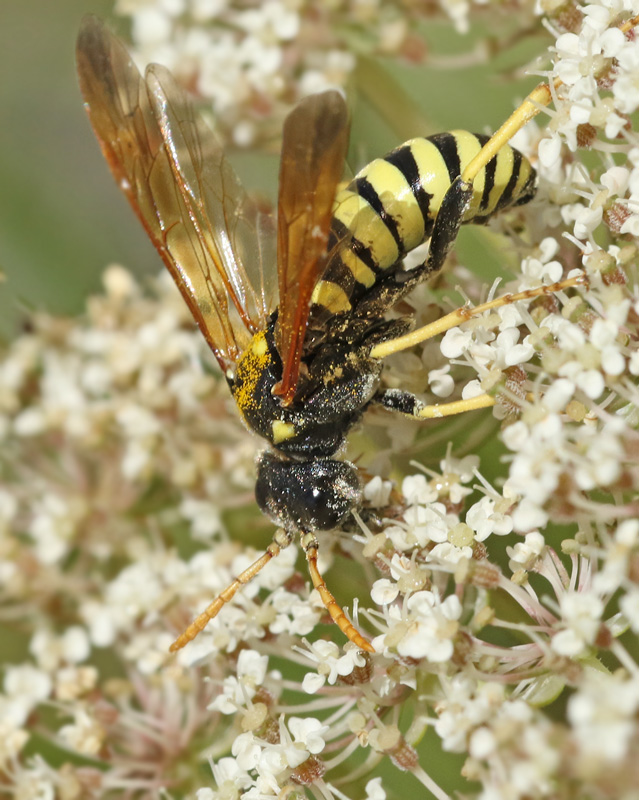 Sawfly.jpg