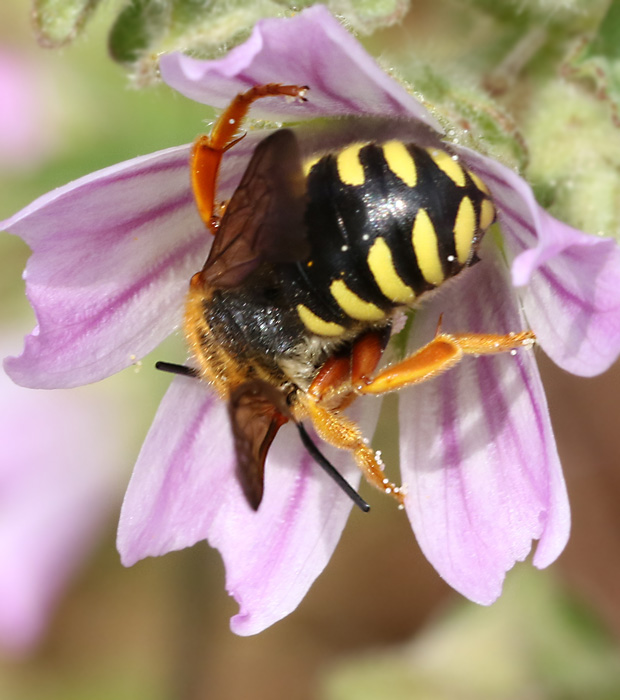 Wool Carder Bee, Rhodanthidium septemdentatum  jpg