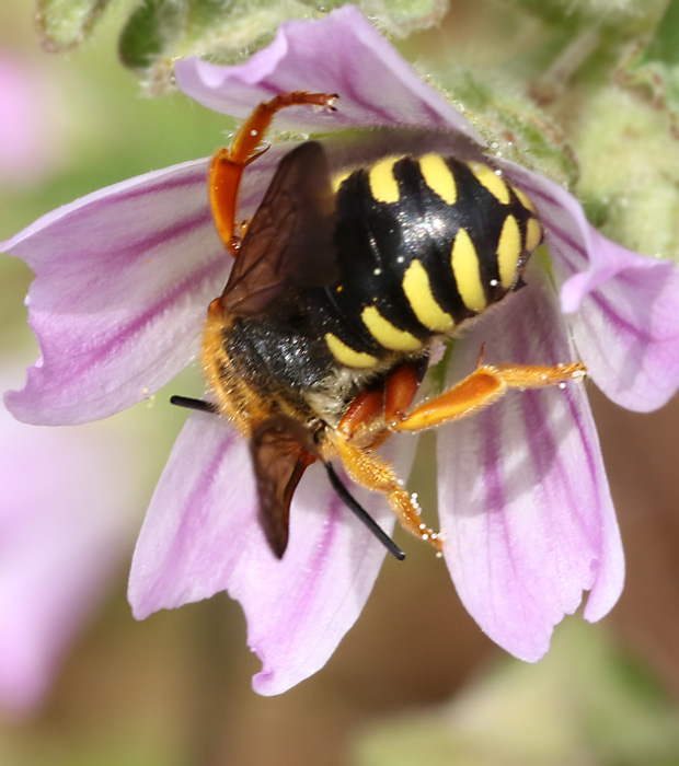 Wool Carder Bee, Rhodanthidium septemdentatum jpg