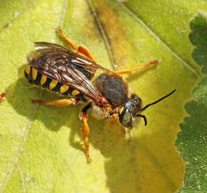 Wool carder Bee, Rhodanthidium septemdentatum