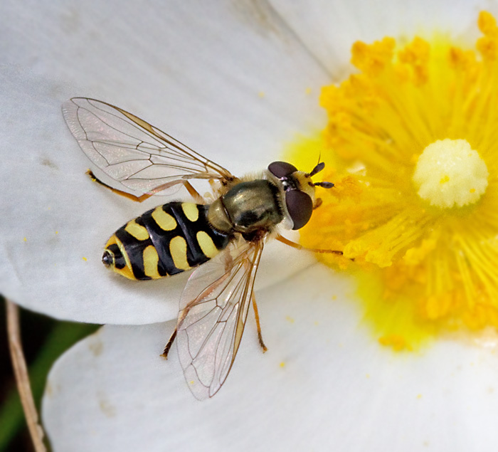 A Syrphid Hoverfly.jpg