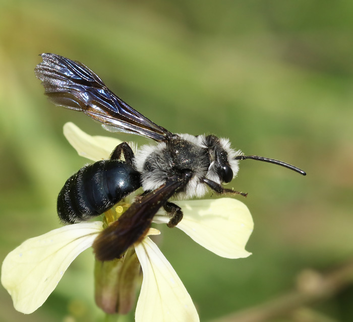 Andrena agilissima