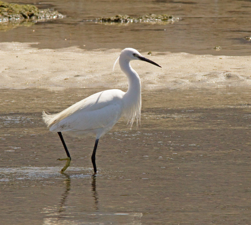 Little Egret   (Egretta garzetta).jpg.jpg