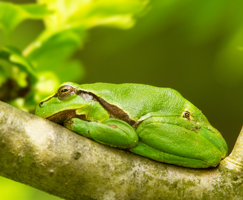 European Tree Frog, Lvgroda  (Hyla arborea).jpg