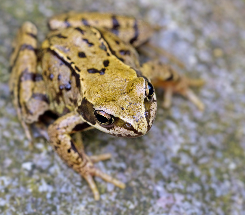 Common Frog, Vanlig Groda (Rana temporaria)
