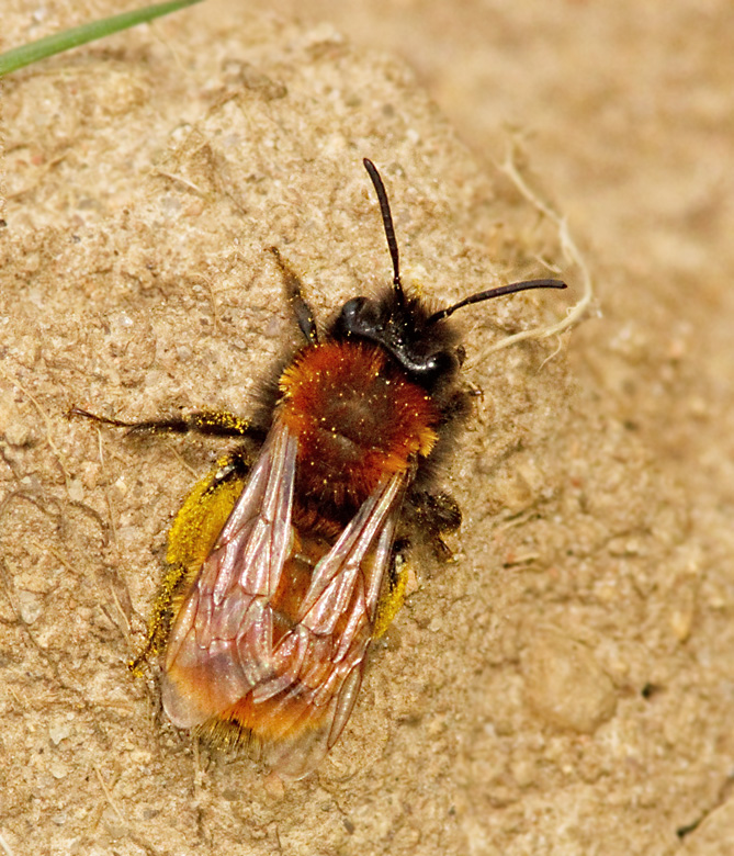 Gldsanbi  (Andrena fulva) Tawny Mining Bee.jpg