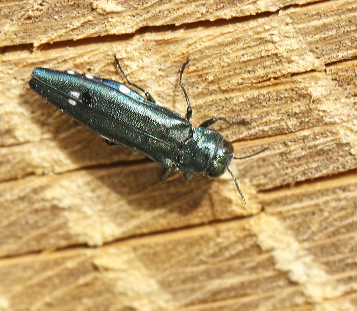 Tvflckig praktbagge (Agrilus biguttatus).jpg