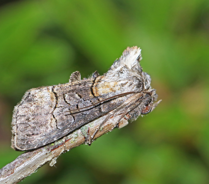 Tulkrtsfly (Abrostola asclepiadis).jpg