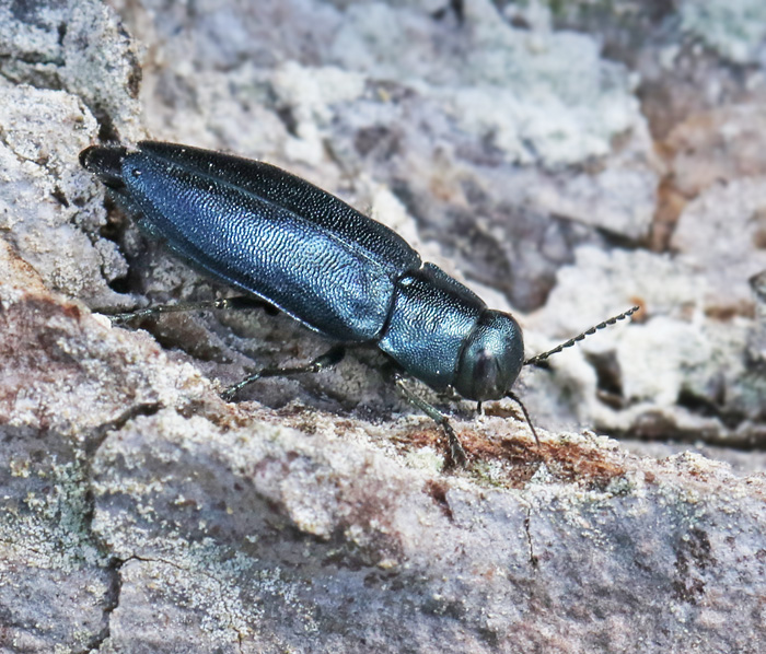 Blå_praktbagge (Phaenops cyanea).jpg