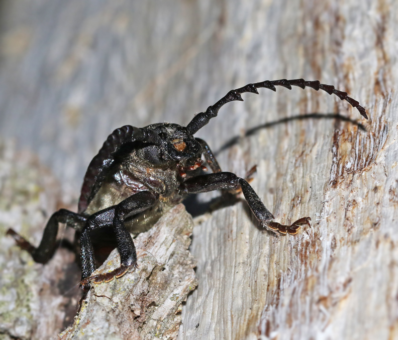 Taggbock, Tanner Beetle (Prionus coriarius).jpg