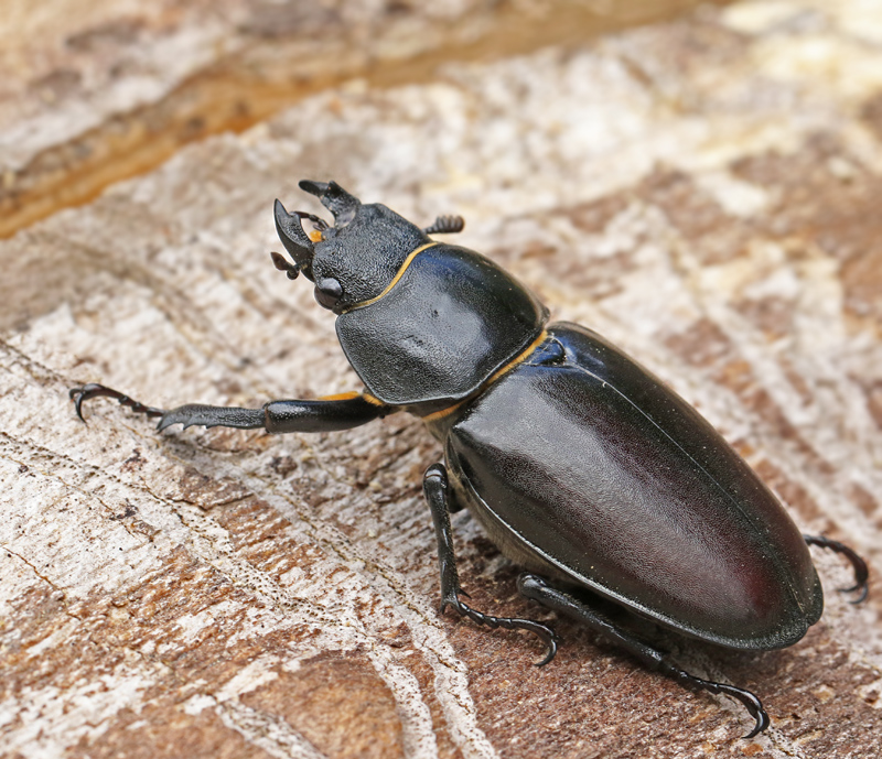 Stag Beetles, Ekoxar, (Lucanidae)