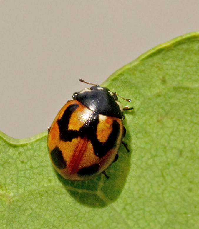 Hieroglyfnyckelpiga (Coccinella hieroglyphica).jpg