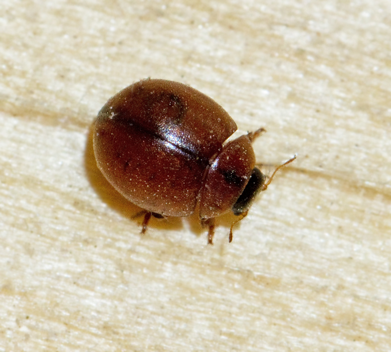 Klotnyckelpiga (Cynegetis_impunctata).jpg