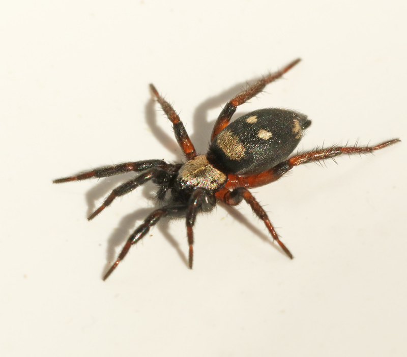 Ground spiders, Plattbukspindlar, Gnaphosidae