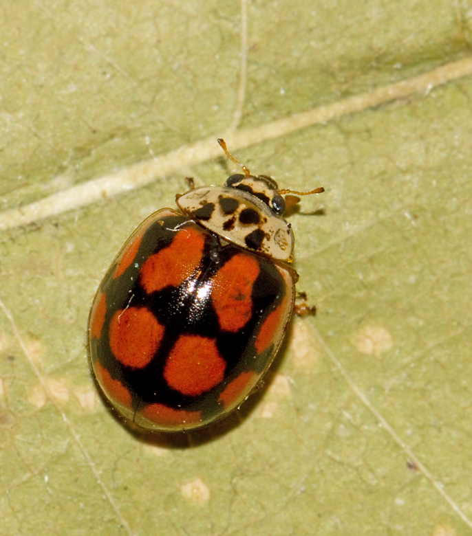 Tioprickig nyckelpiga (Adalia decempunctata).jpg