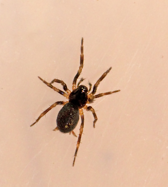 Lesser cobweb spiders, Panfljtspindlar, Hahniidae