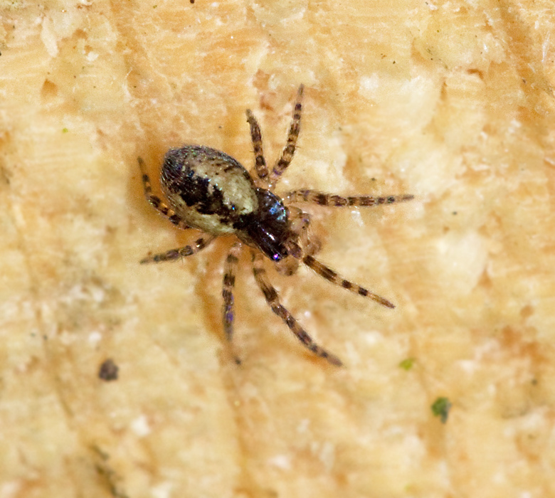 Meshweb spiders, Kardarspindlar, Dictynidae