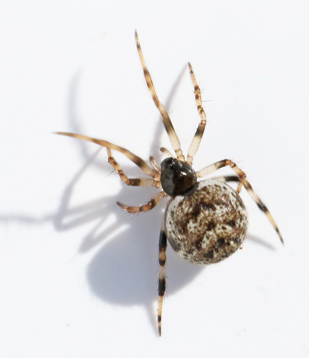 Marmorhjälmspindel (Dipoena_melanogaster).jpg