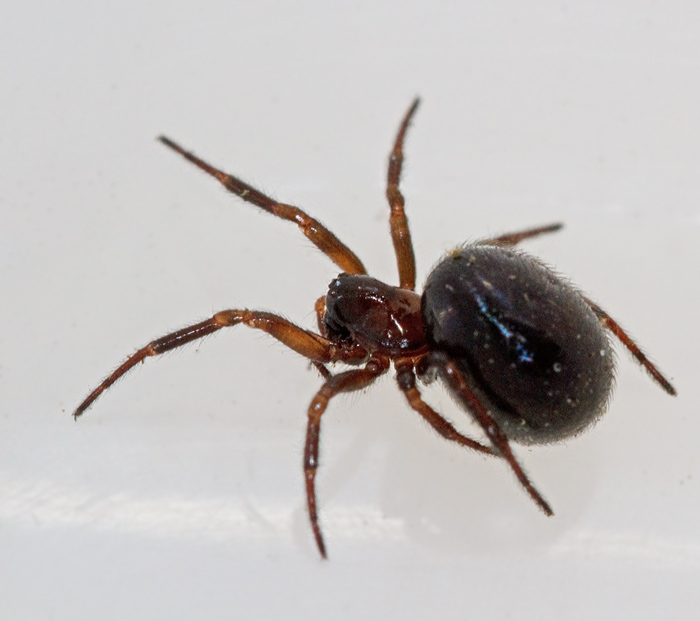 Sotklotspindel (Enoplognatha thoracica).jpg