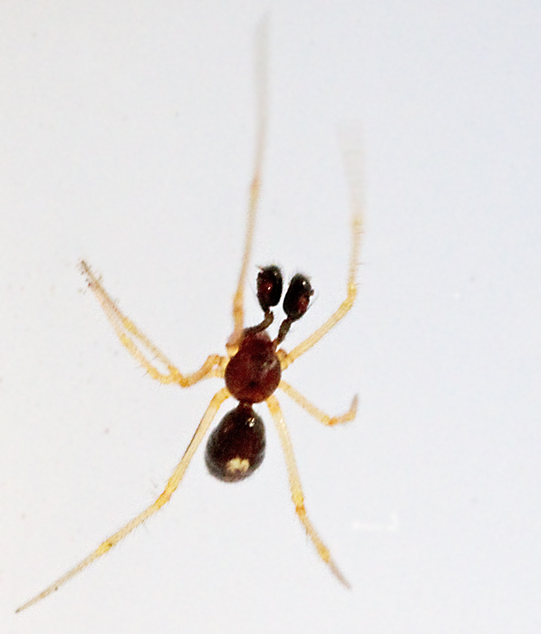 Vitbandad klotspindel (Neottiura_bimaculata).jpg