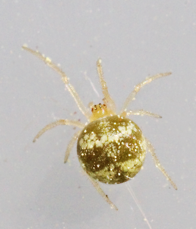 Dvärgklotspindel (Paidiscura_pallens).jpg