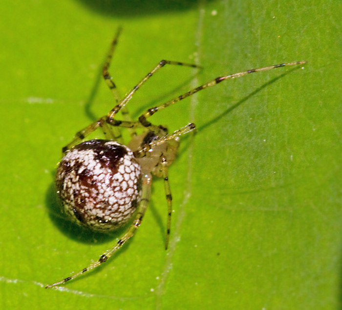 Brynklotspindel (Theridion_varians).jpg