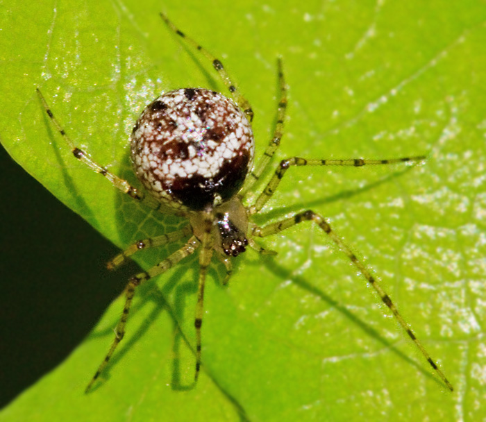 Comb-footed spiders, Klotspindlar, Theridiidae