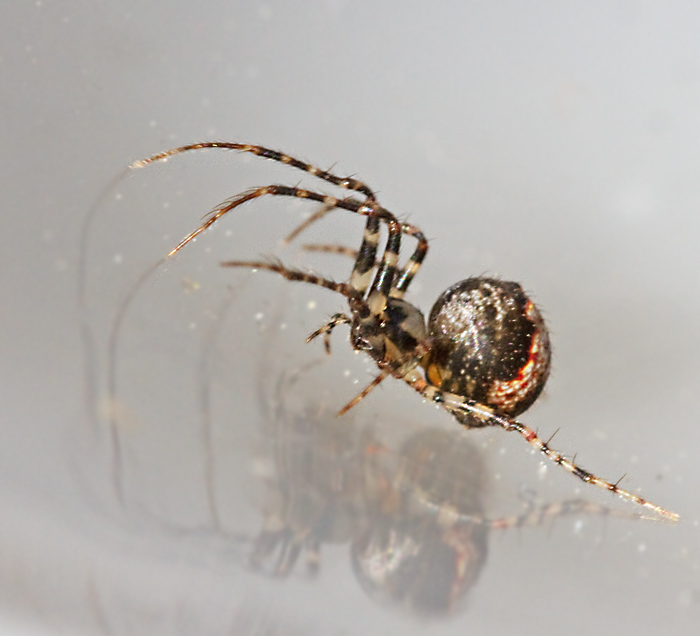 Pirate spiders, Kaparspindlar, Mimetidae