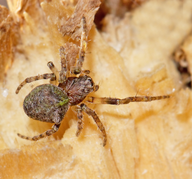 Lövpuckelspindel (Gibbaranea gibbosa).jpg