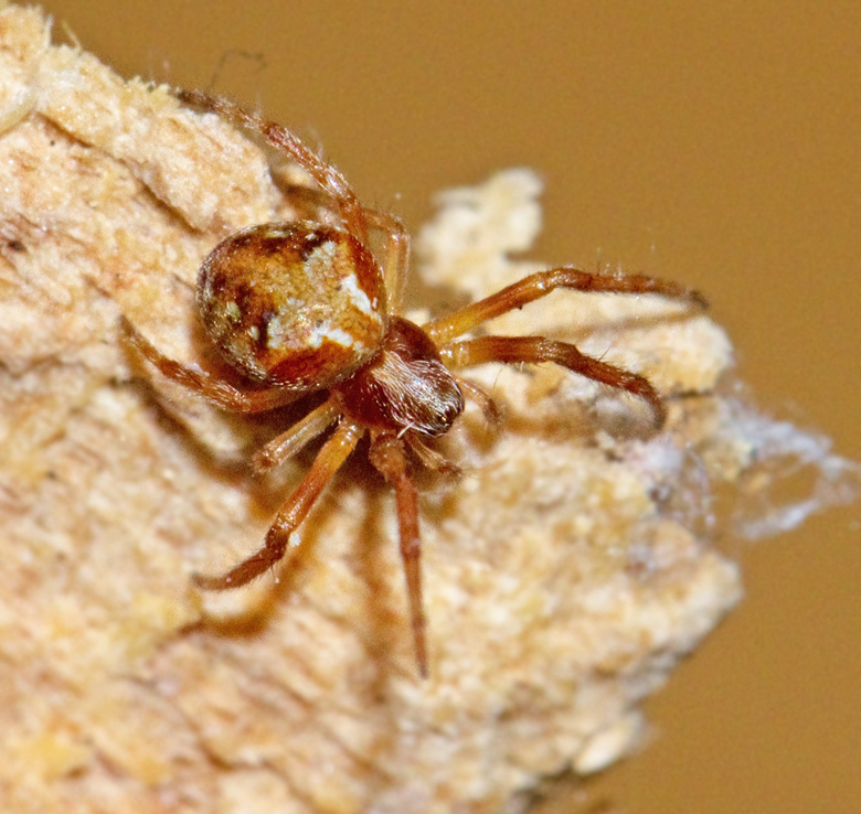 Ruterspindel (Araneus_sturmi).jpg