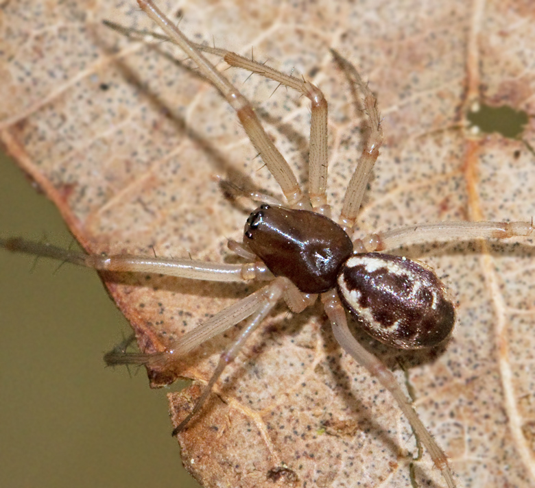 Linyphia_hortensis.jpg