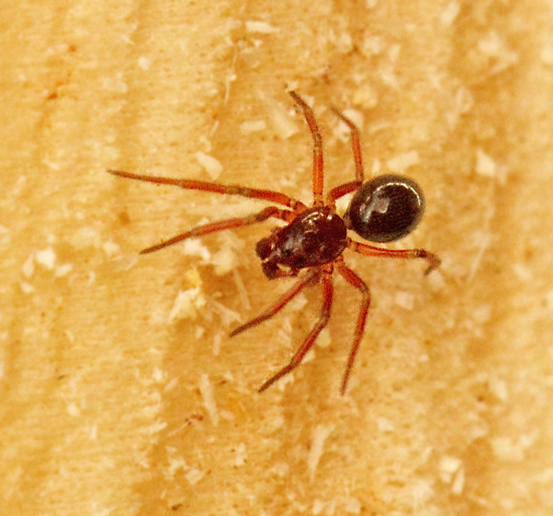 Nosdvärgspindel (Nusoncus_nasatus).jpg